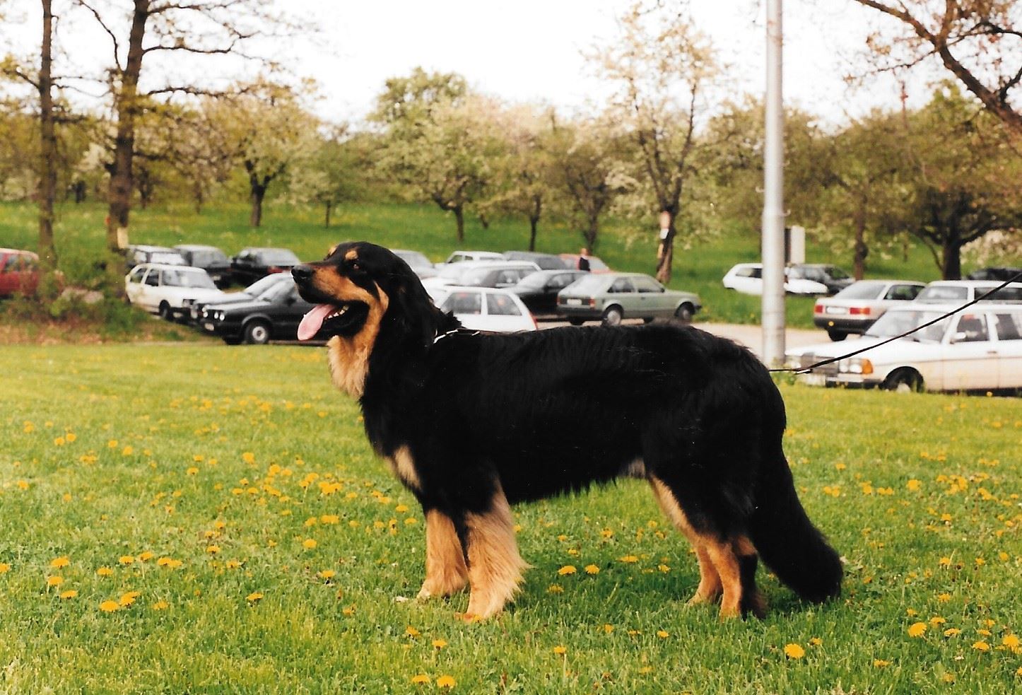 Branco vom Schlangenweiher